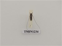 藏品(高山長深天牛)的圖片